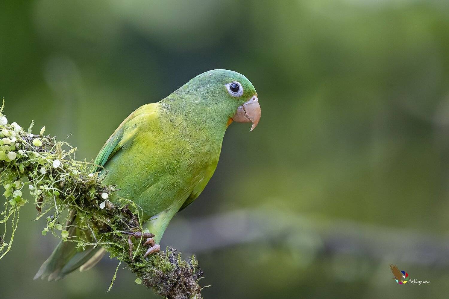 , Fernando Burgalin Sequeira