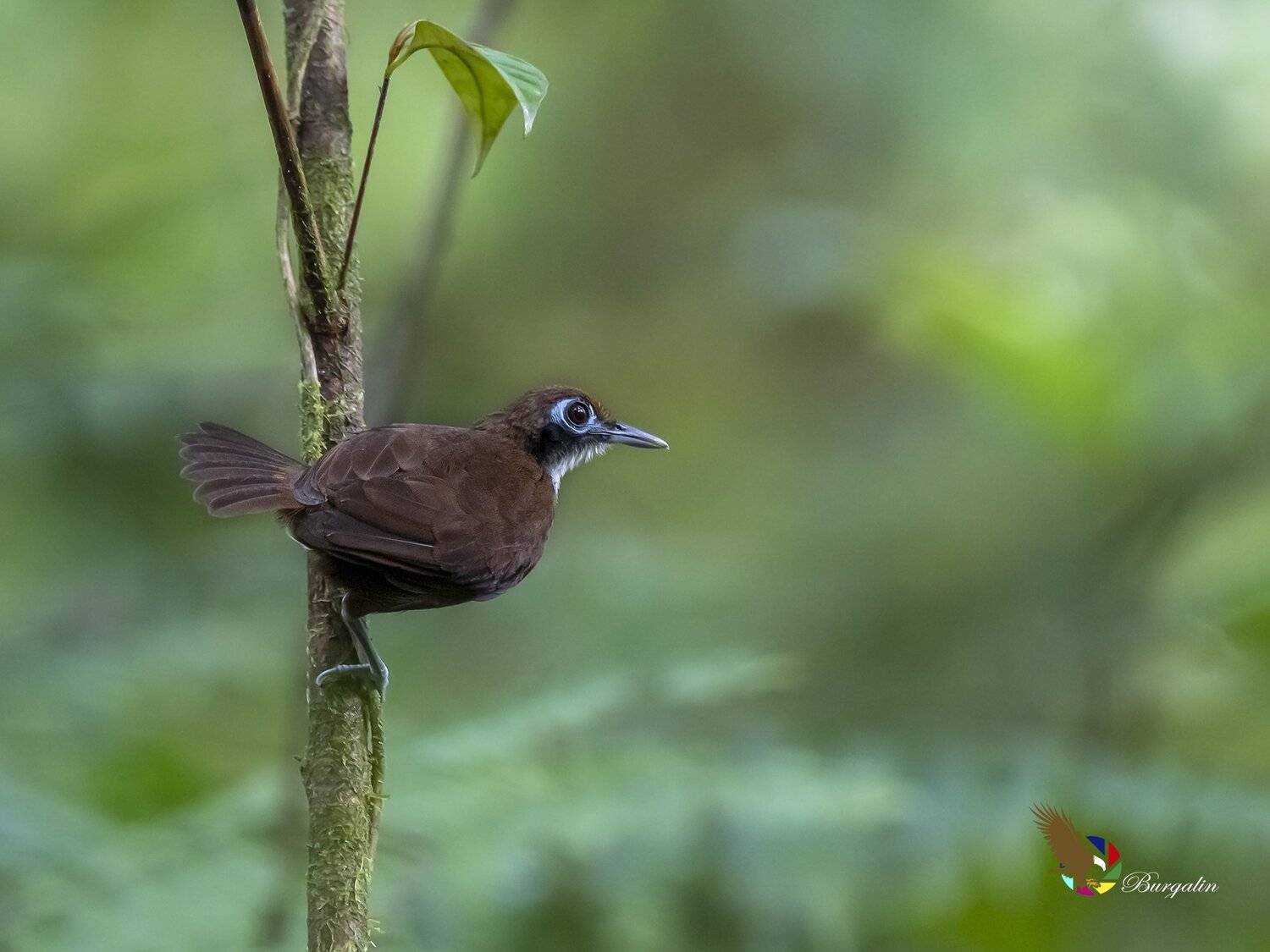 , Fernando Burgalin Sequeira