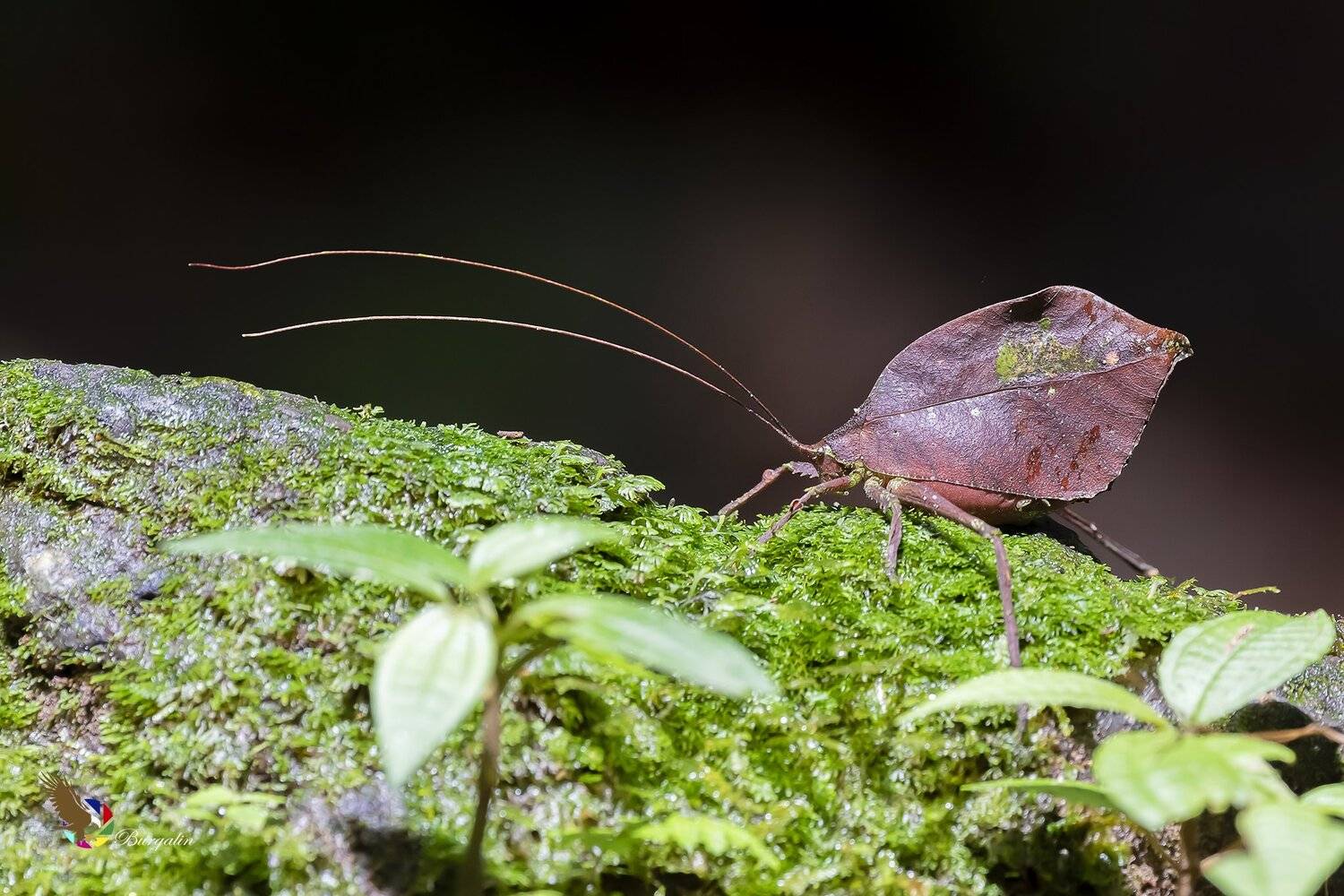 , Fernando Burgalin Sequeira