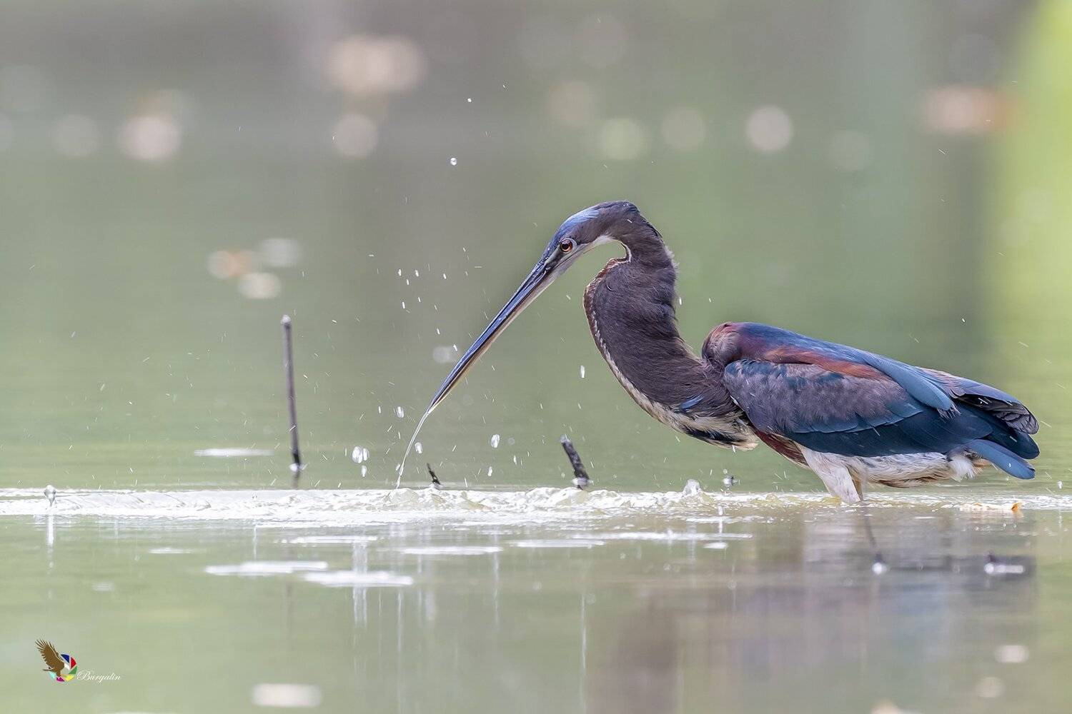 , Fernando Burgalin Sequeira