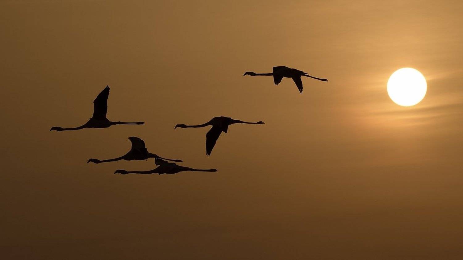 птицы birds, Jaroslav Mego