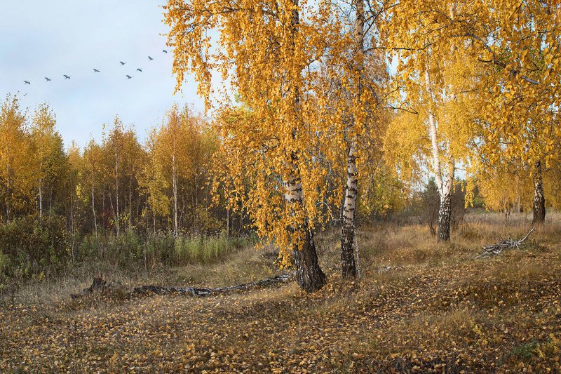 пейзаж, осень, зауралье, лес, журавли Зауральская осень фото превью