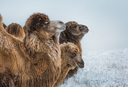 Эмоциональные портреты верблюдов
