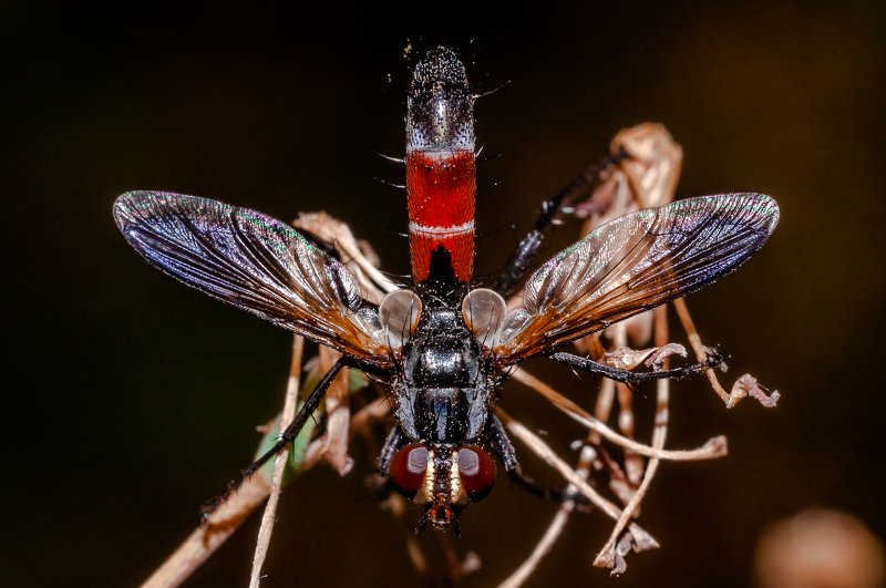 макро, насекомое, двукрылые, вега-11у, крылья, insect, fauna, detail, fly, wings Тахина в деталях фото превью