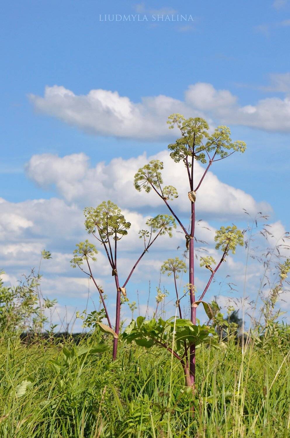 , Людмила Шалина