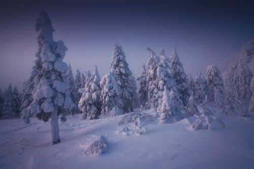 Занесенные метелями