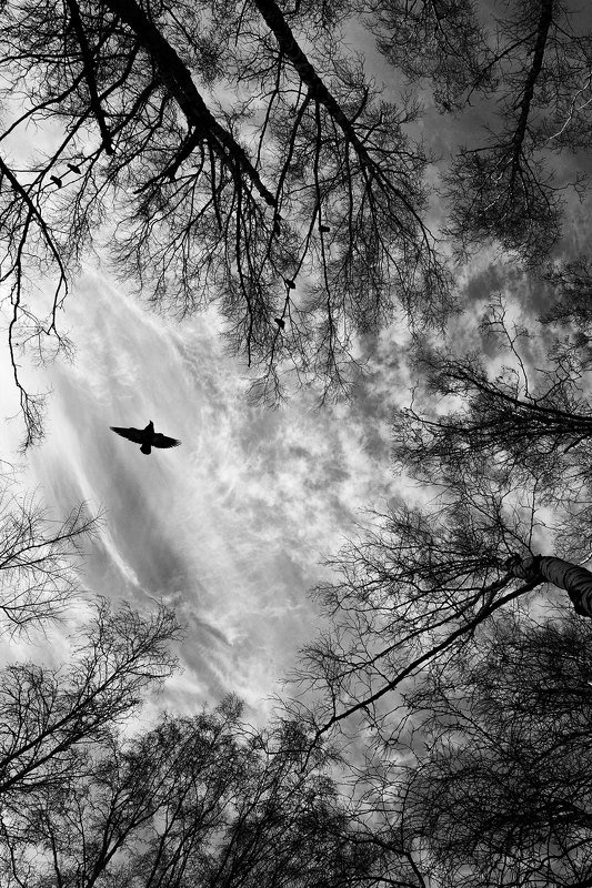 природа, небо, деревья, птицы, облака, черно-белое, настроение, атмосфера, чб Настроение фото превью