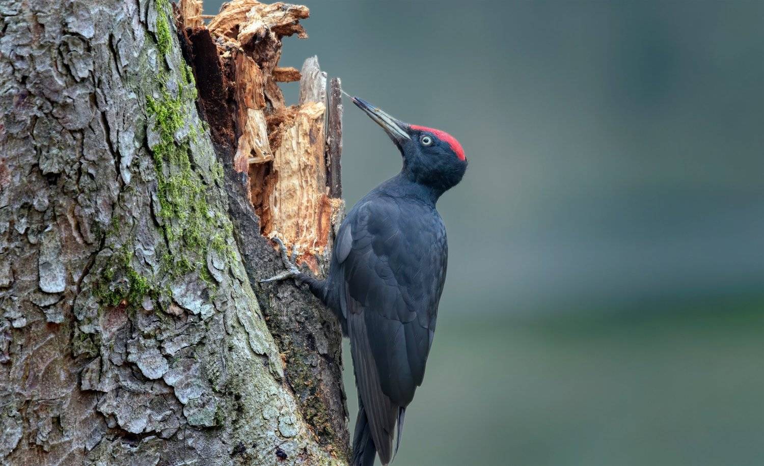 , Alexander Plekhanov