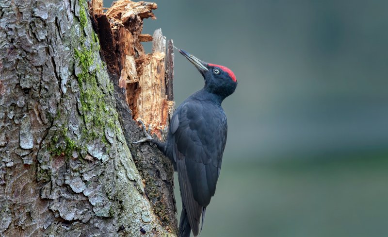 ЖЕЛНА фото превью