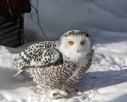 Полярная сова