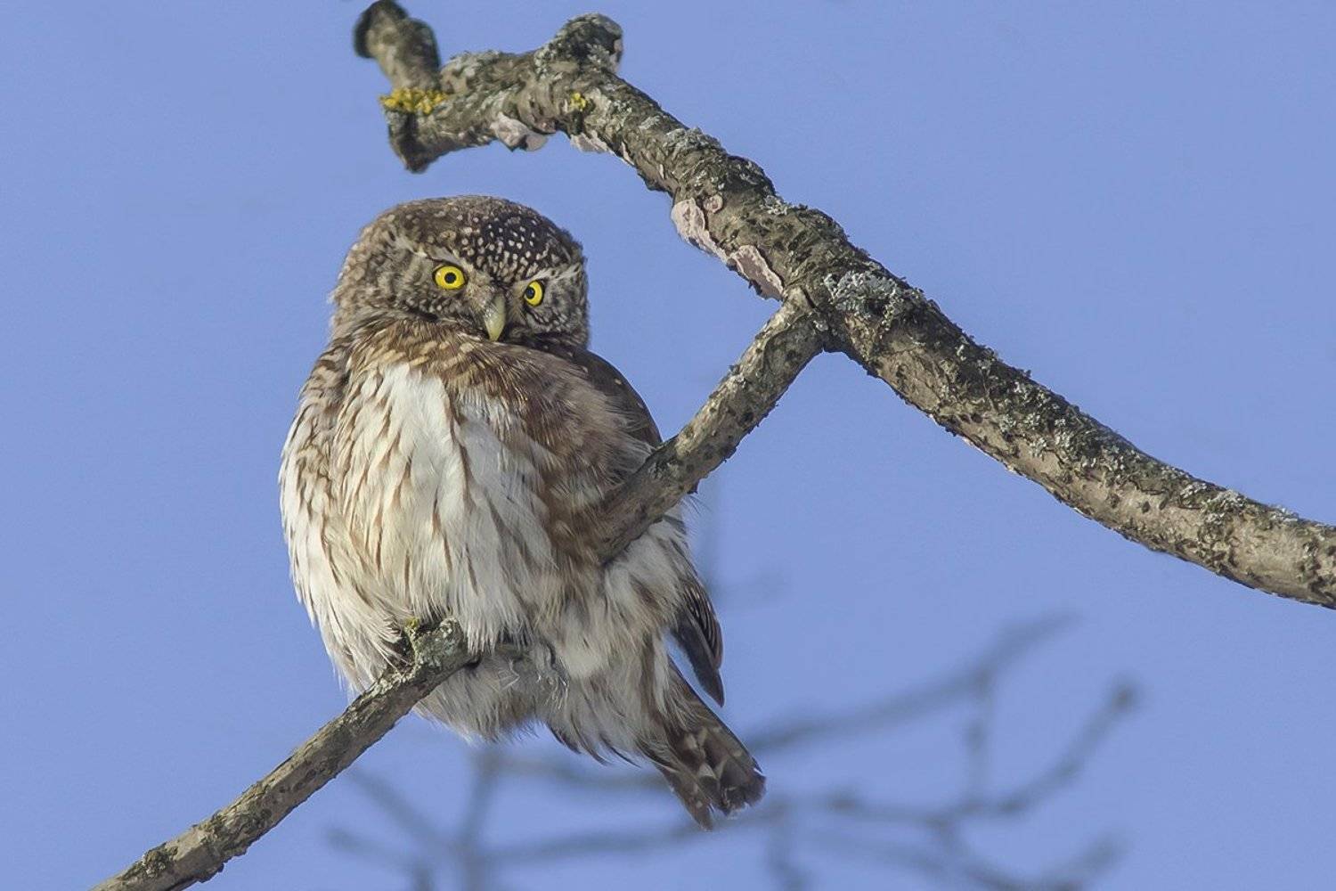 птица, сыч, ветка, отдых, Наталия Сытина