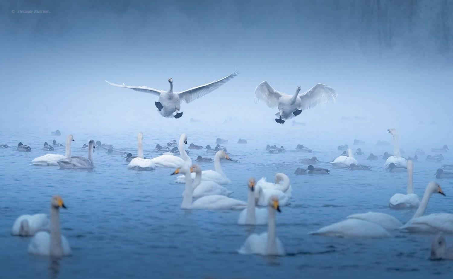 алтай,зима,лебеди,птицы,животные, Александр Кукринов