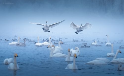 Танцы над водой...