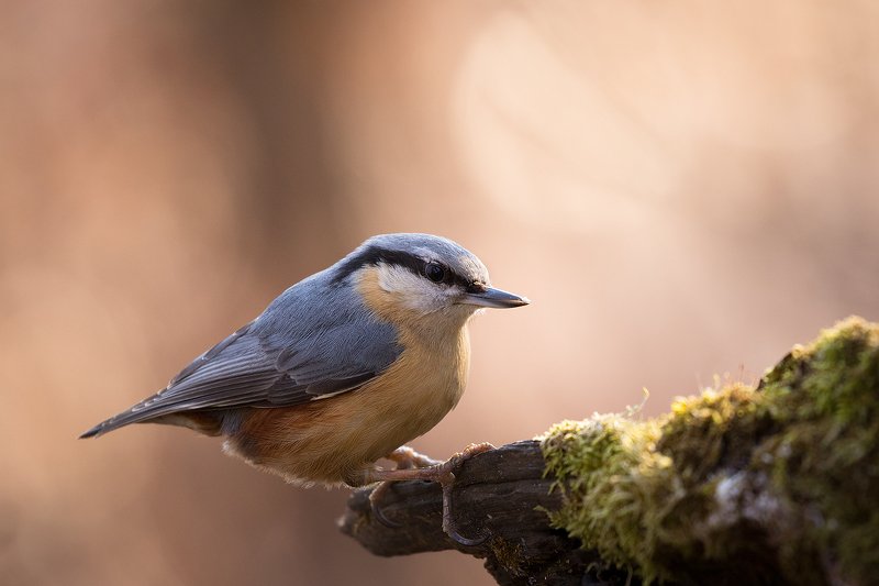 Nuthatch фото превью