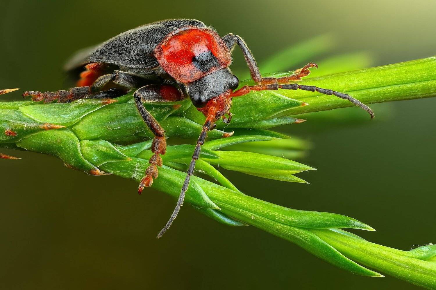 жук,макро,природа,усы,цвет,зеленый,растение, Андрей Шаповалов