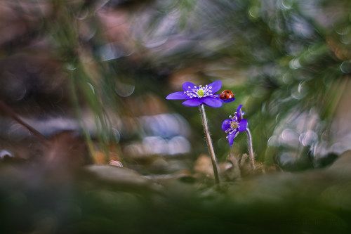 Hepatica nobilis Mill.