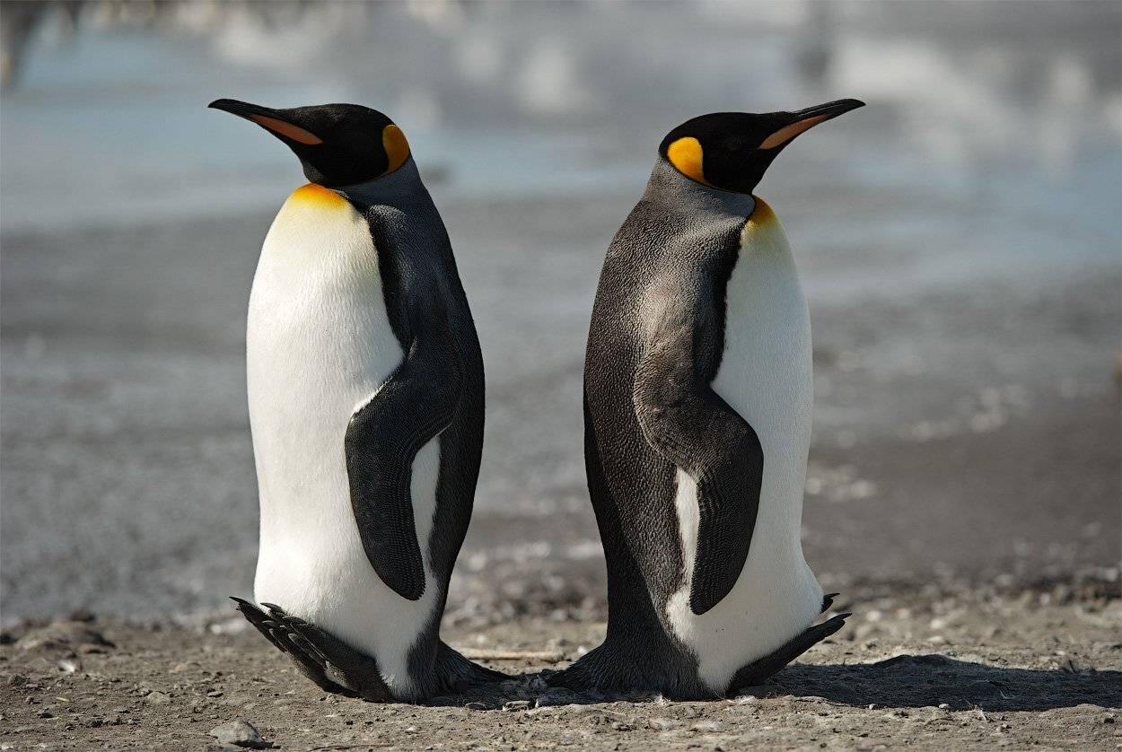 , Андрей Ведерников