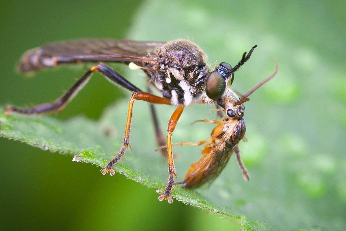 , Андрей Канышев