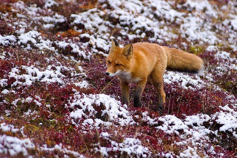 огневка фото превью