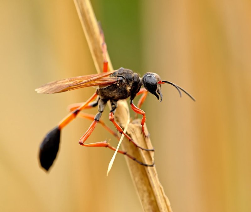 Sphecidae фото превью