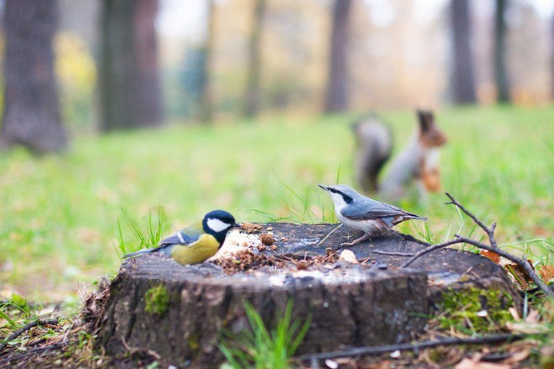 полдник фото превью