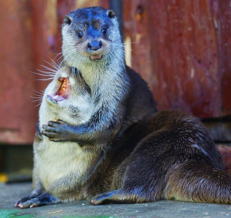 Вот такая любовь... фото превью