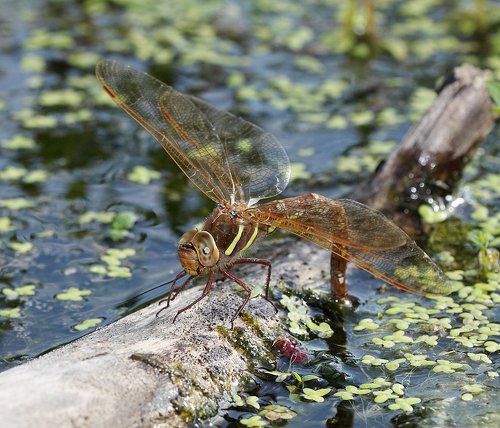 Портфолио стрекозы Коромысло большое (Aeshna grandis)