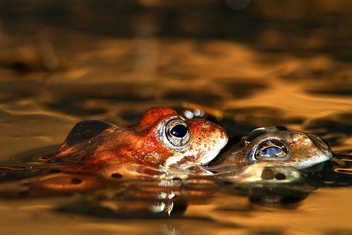 ...Милая, не бойся,- мои - на даче!