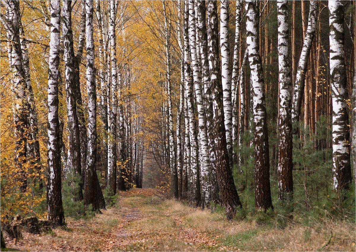 , Николай Шахманцир