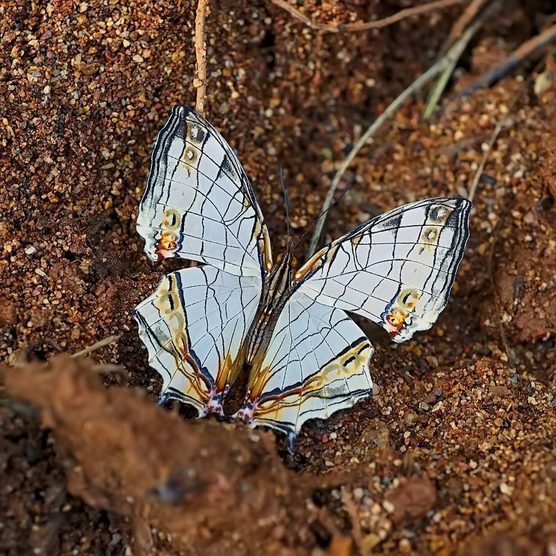cyrestis, thyodamas, formosana Мраморная... фото превью