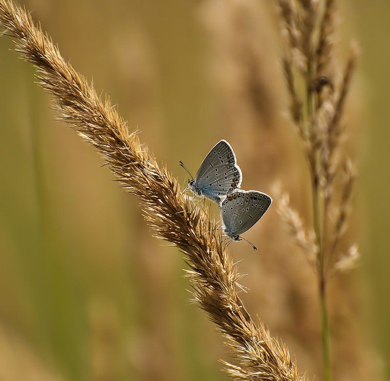 ...in flagranti... фото превью