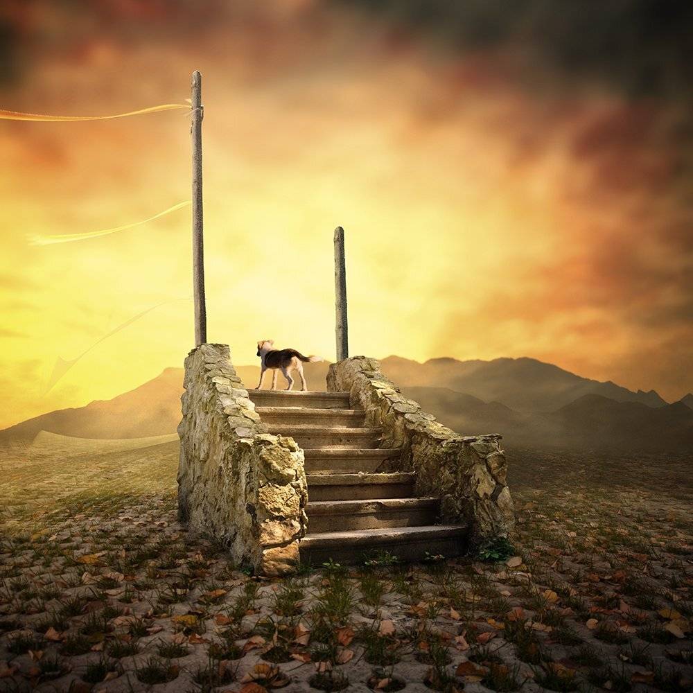 , Caras Ionut