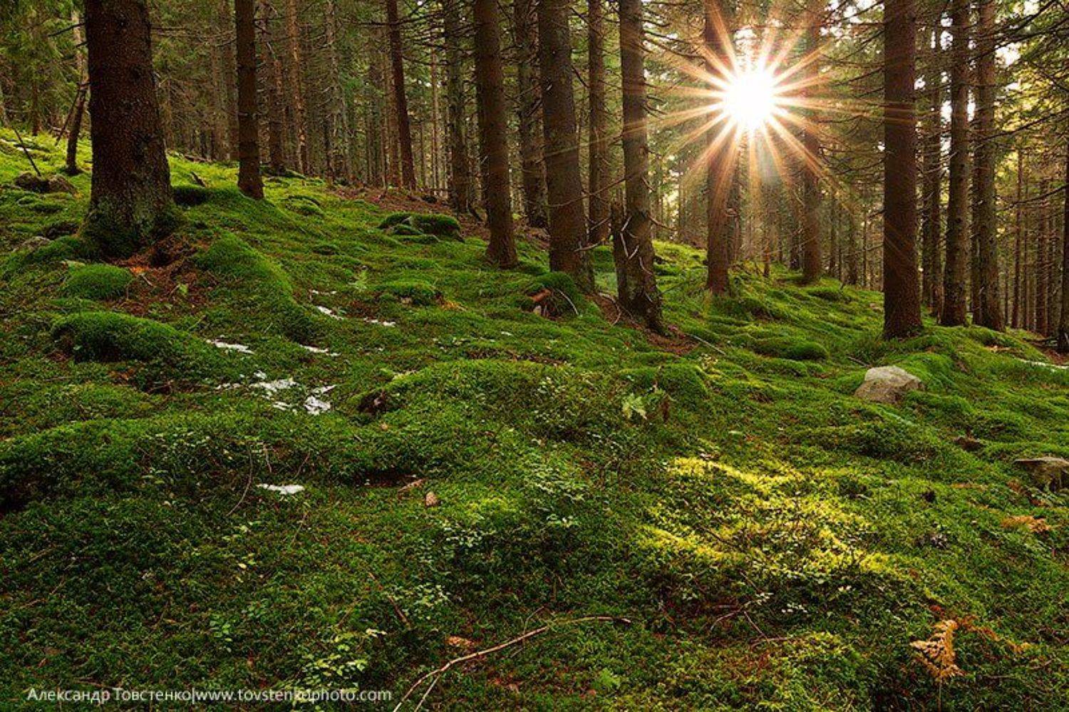 , Александр Товстенко