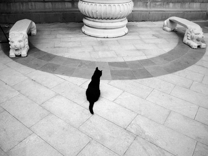 кот, жинр, животные * * * фото превью