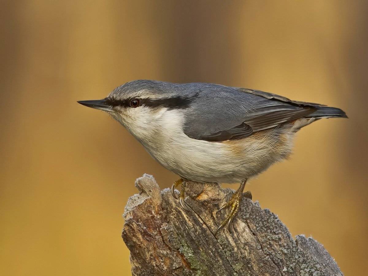 поползень, Ляпустин Юра