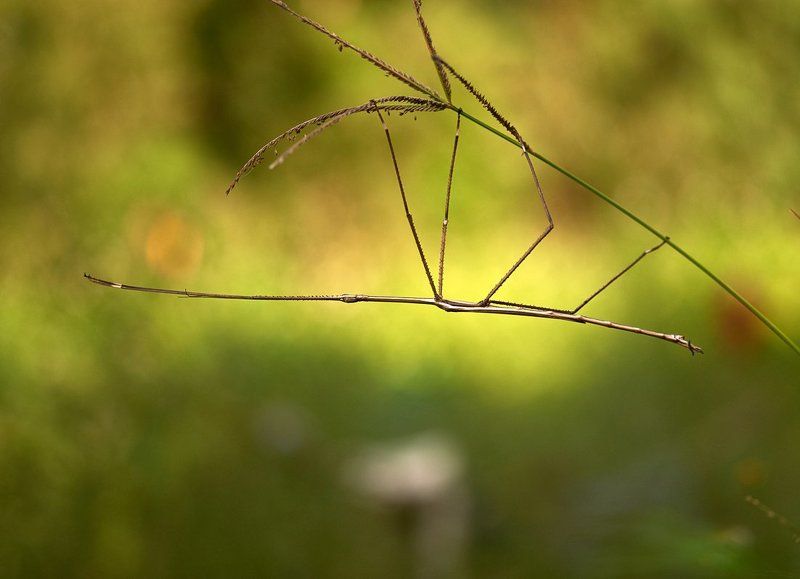 Палочник... фото превью