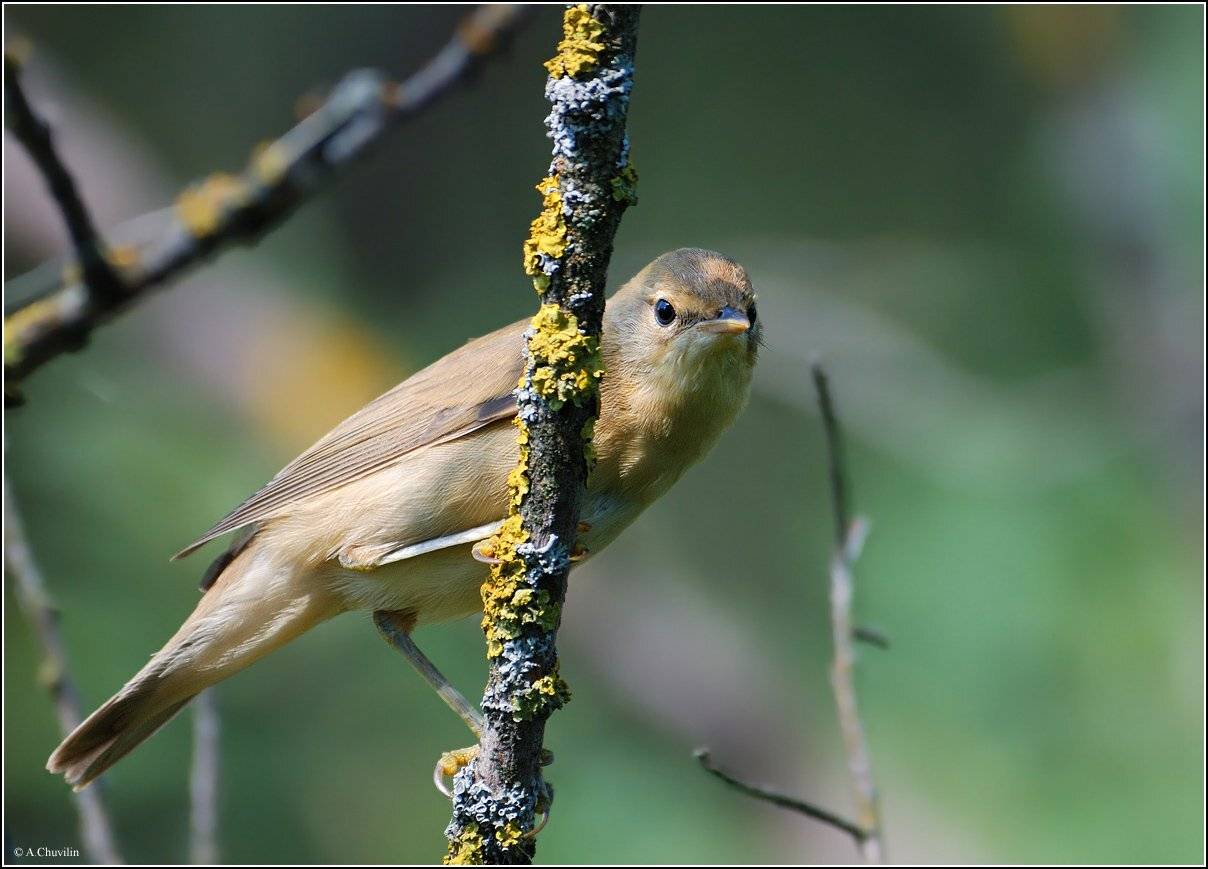взгляд,камышевка, Александр Чувилин