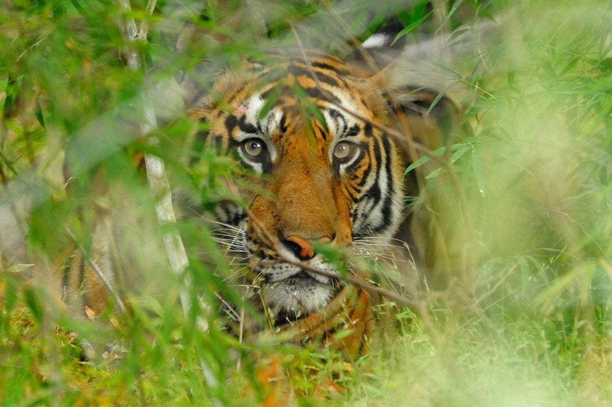 , Алексей Тищенко