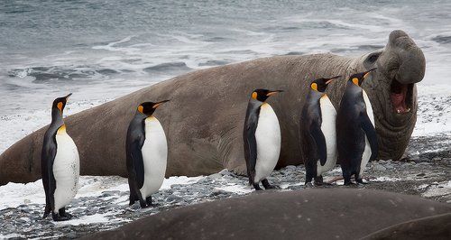 Южная Георгия. Фауна.