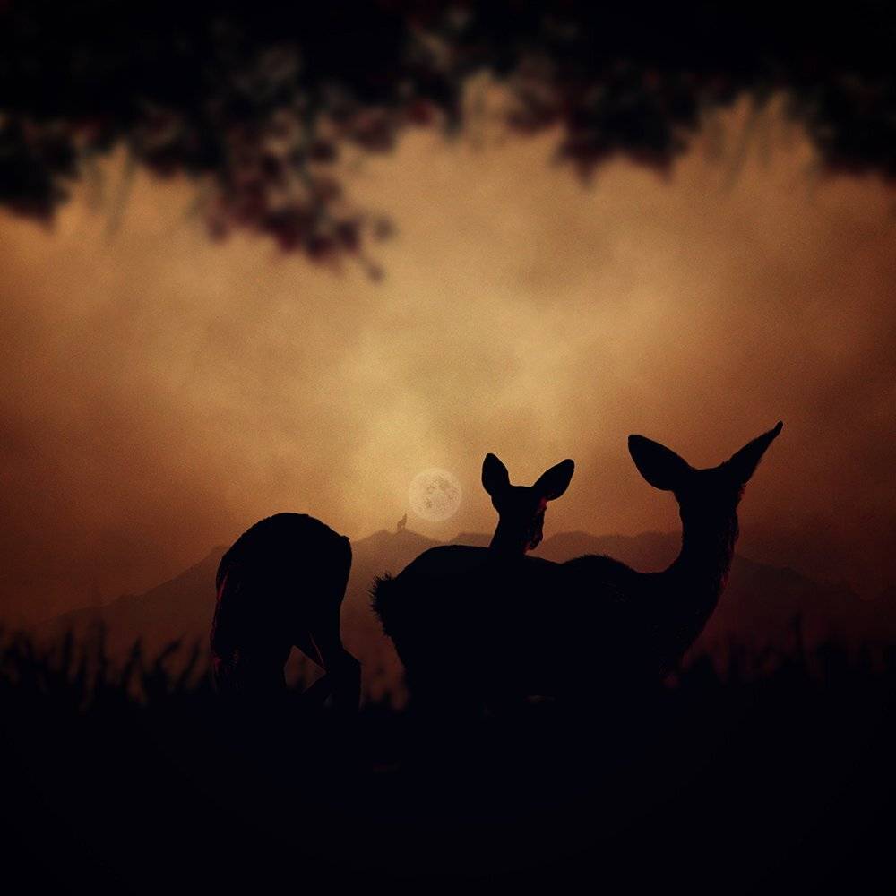 , Caras Ionut