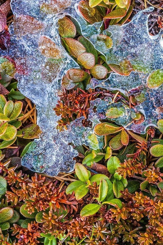 Ледниковый период фото превью