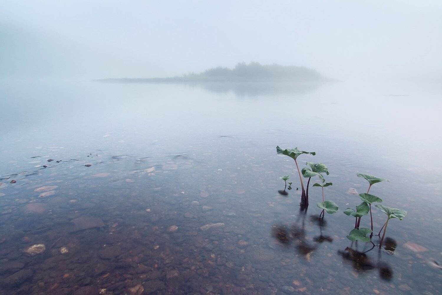 , Максим Евдокимов