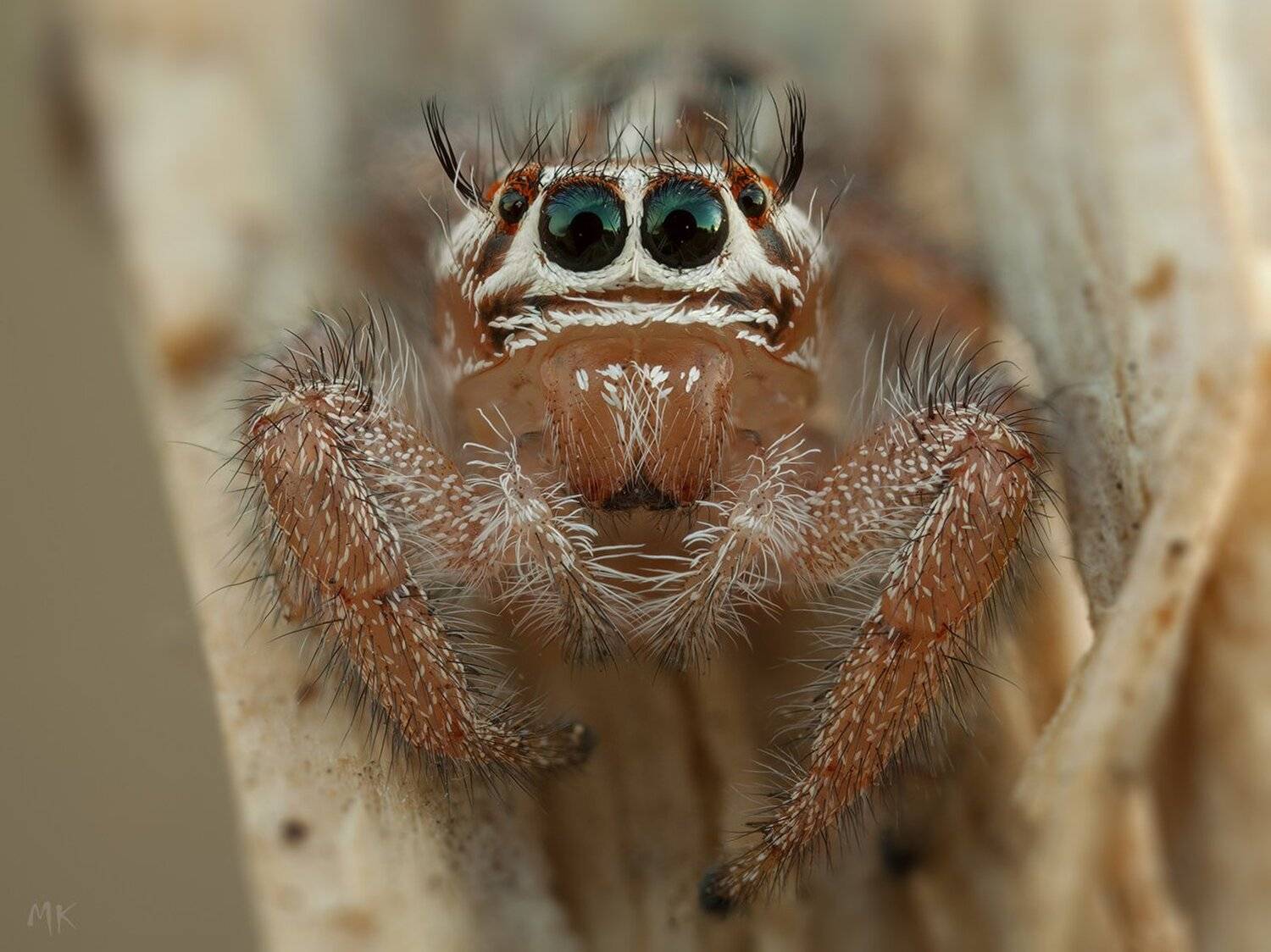 паук-скакун, портрет, Miron Karlinsky