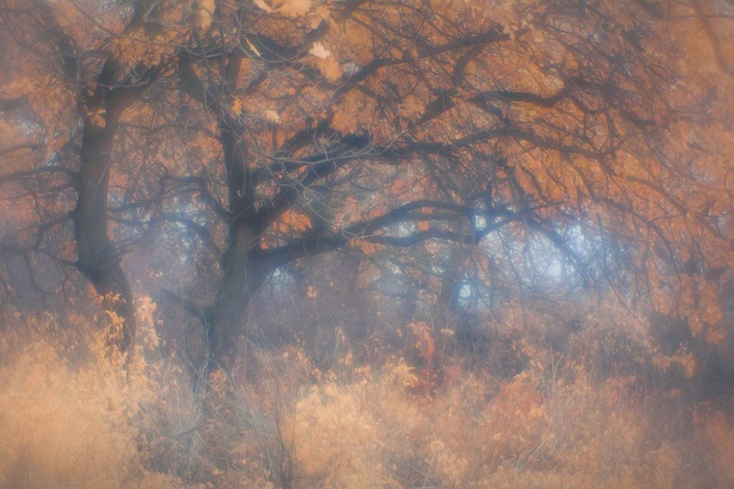 , Ольга Брага