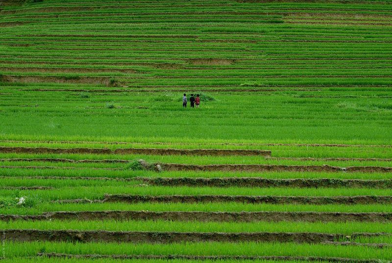 Размышления троих о дизайне ланшафта. фото превью
