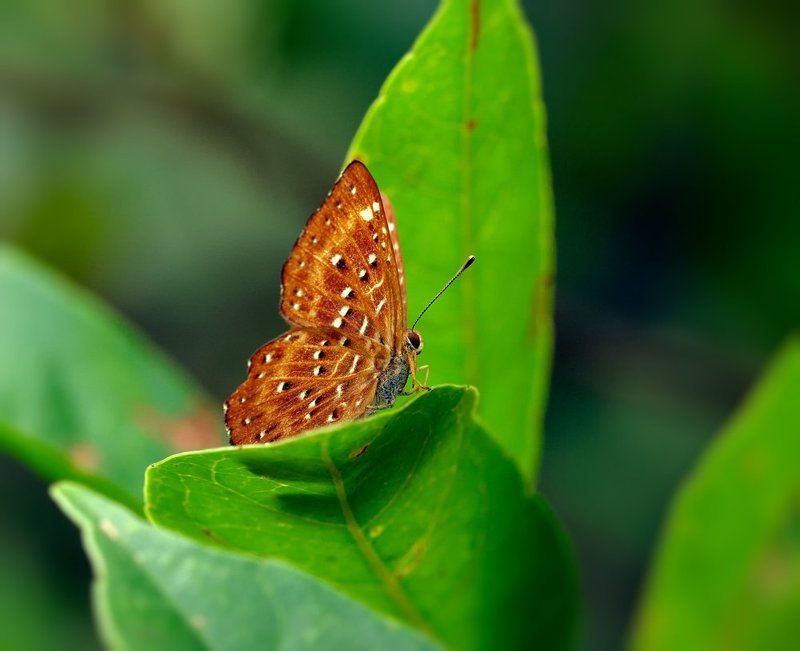 Полководец... фото превью