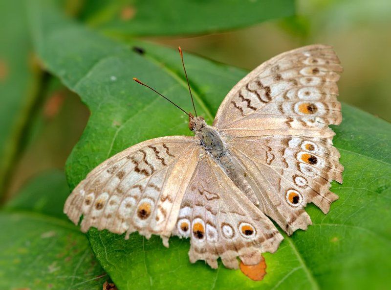 Grey Pansy фото превью