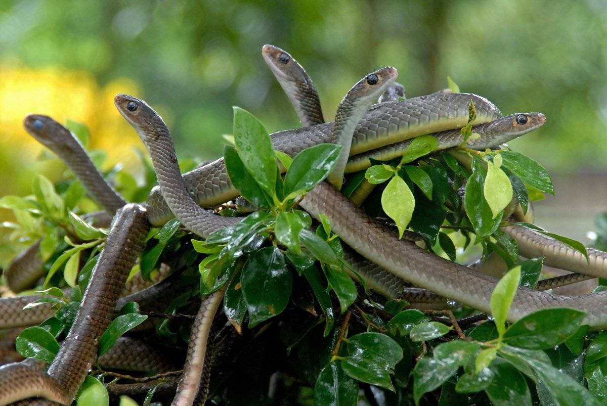 , Алексей Тищенко