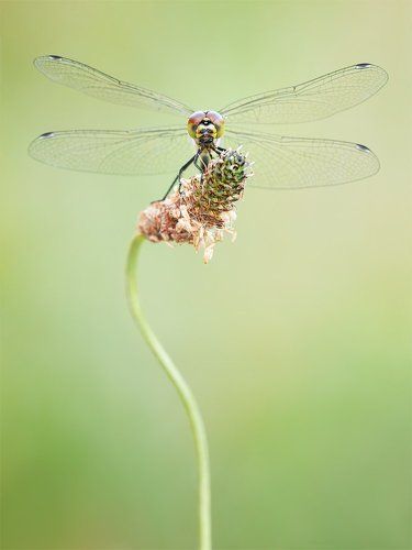 Macro photography by Mateusz Frąckowiak