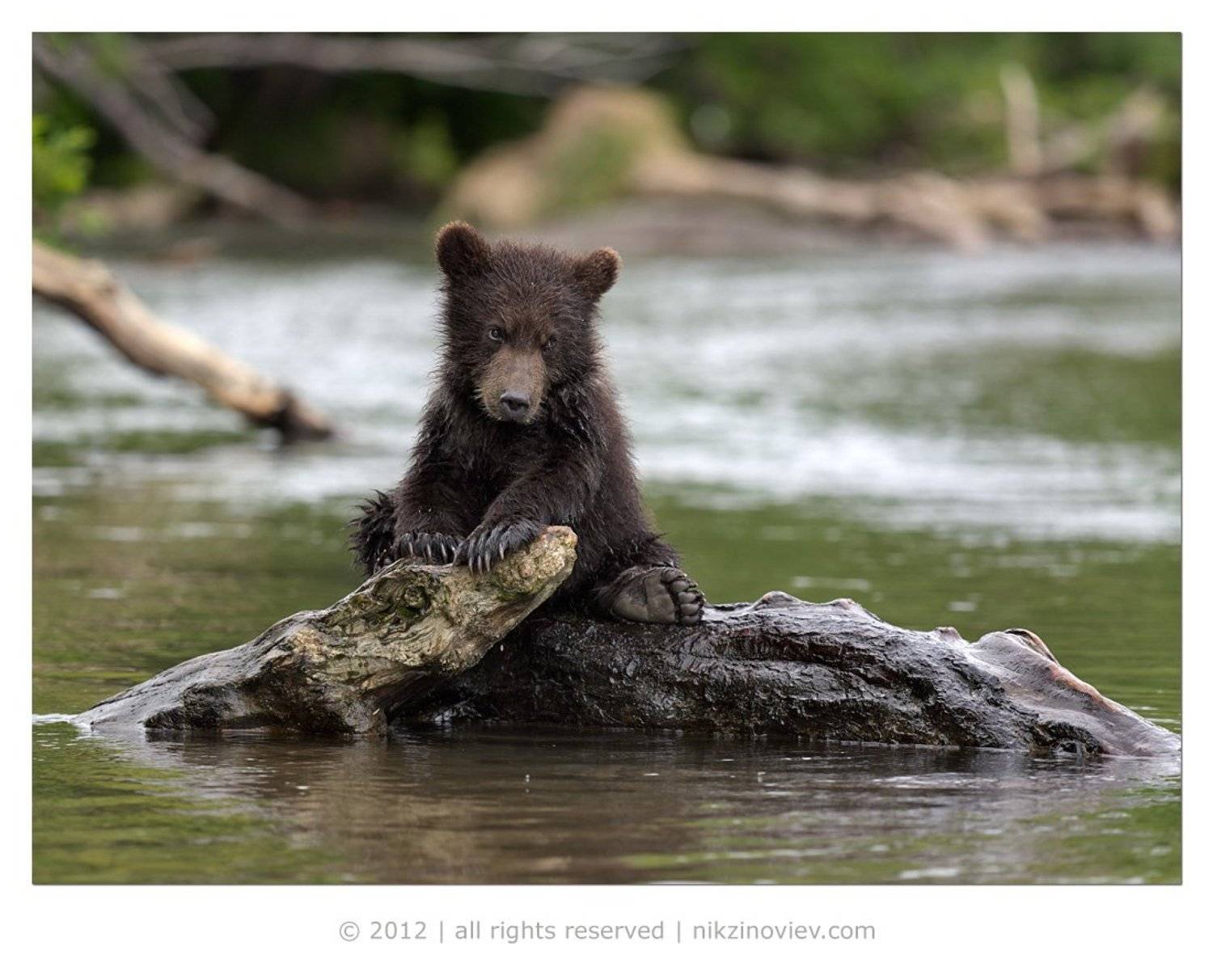 медведь, камчатка, южно-камчатский заказник, дикая природа россии, николай зиновьев, Николай Зиновьев